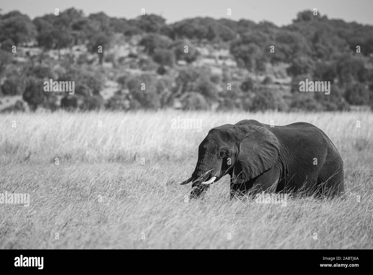 portrait of a african elephant Stock Photo