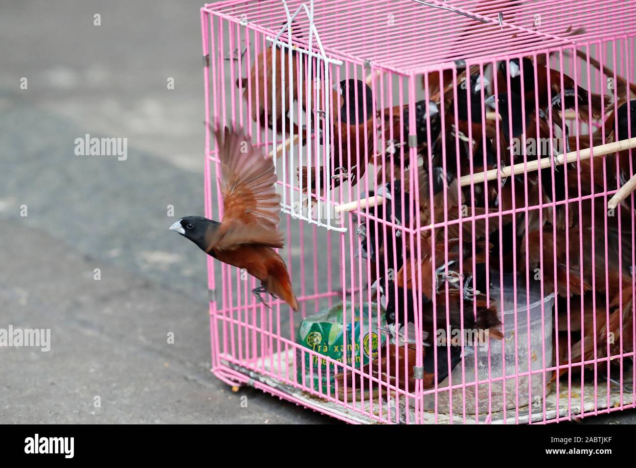 Oiseau de jade hires stock photography and images Alamy