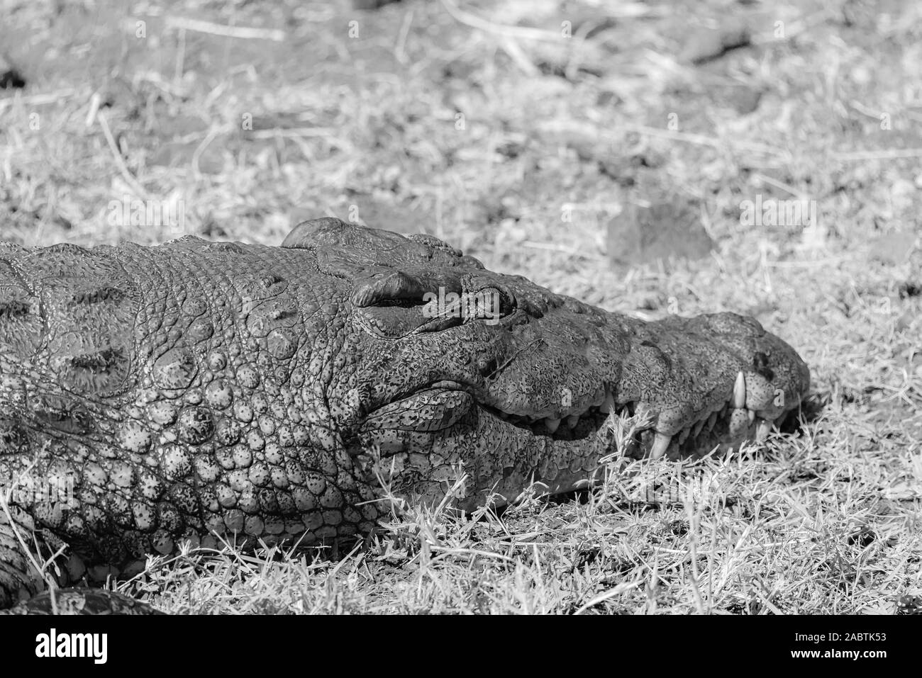 close up picture of a nile crocodile Stock Photo