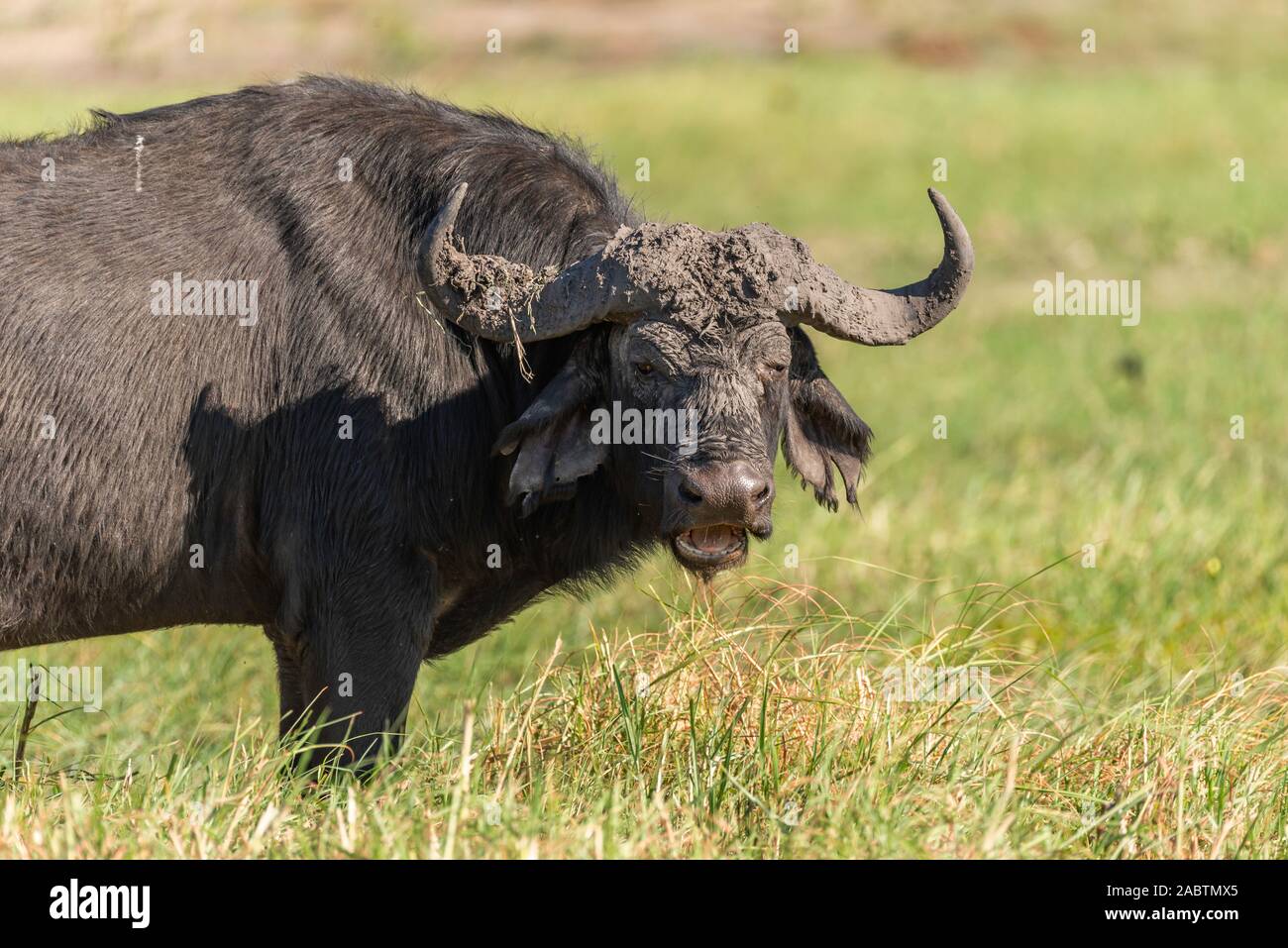 portrait of a big black buffalo Stock Photo