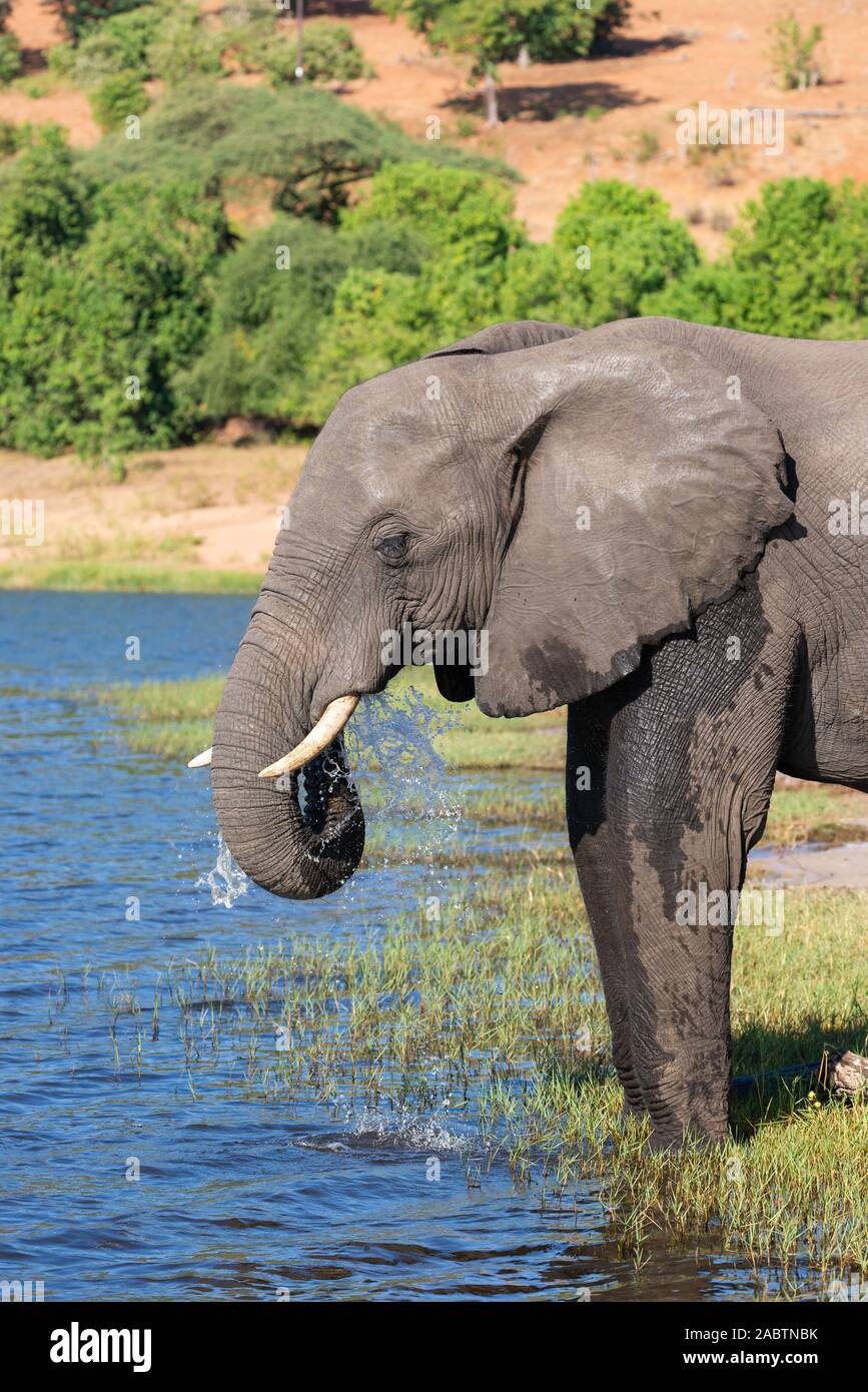 portrait of a african elephant drinking water from chobe river Stock Photo