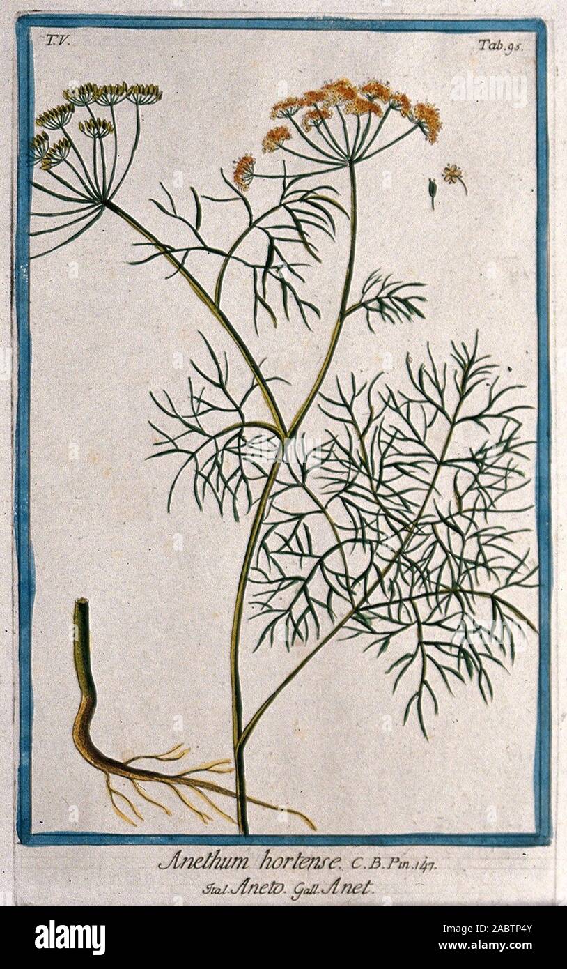 Anethum graveolens l hi-res stock photography and images - Alamy