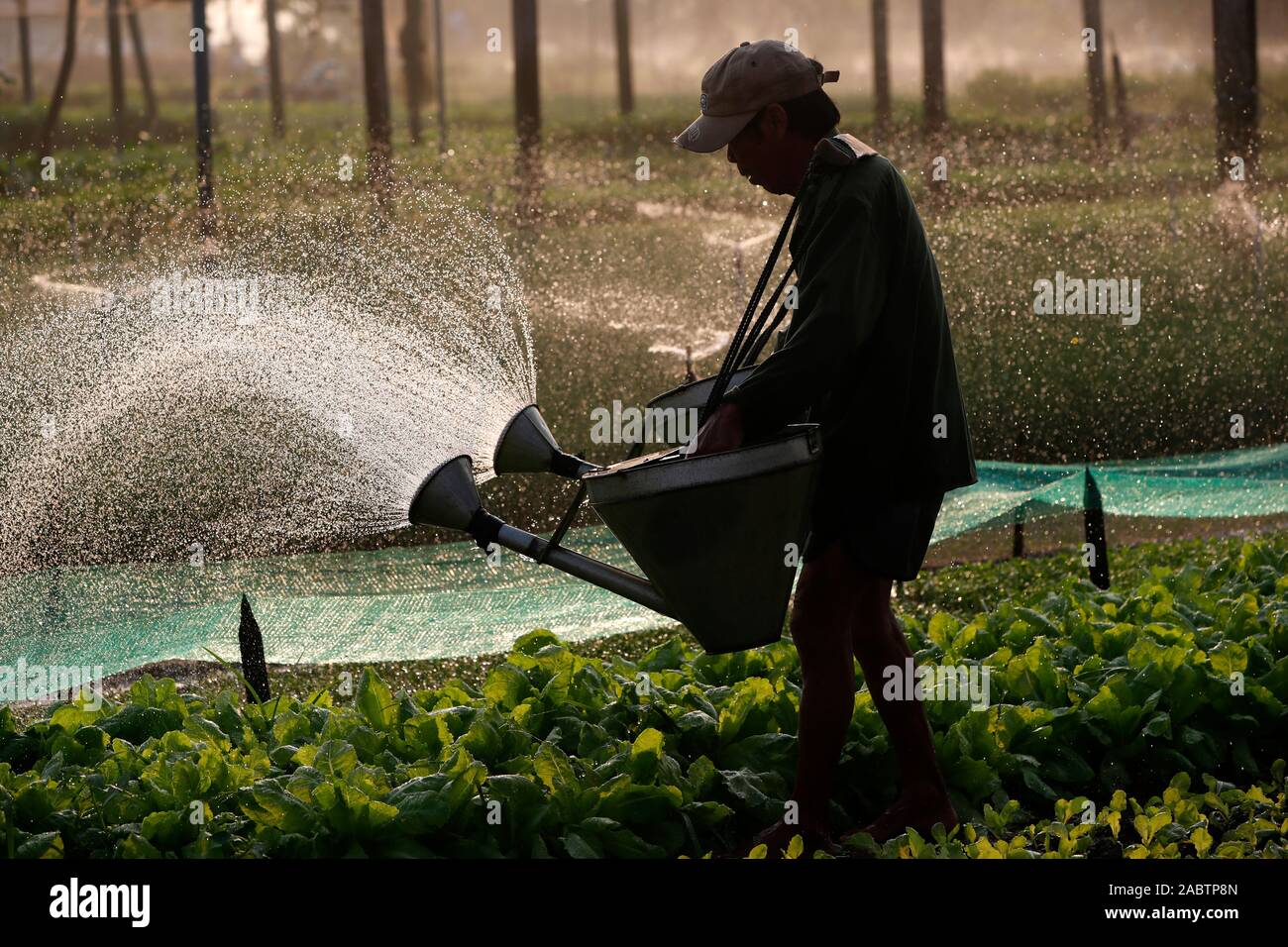 Organic vegetable gardens in Tra Que Village. Irrigation, A farmer