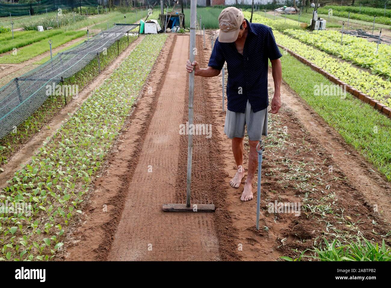 Organic vegetable gardens in Tra Que Village. Farmer at work.  Hoi An. Vietnam. Stock Photo