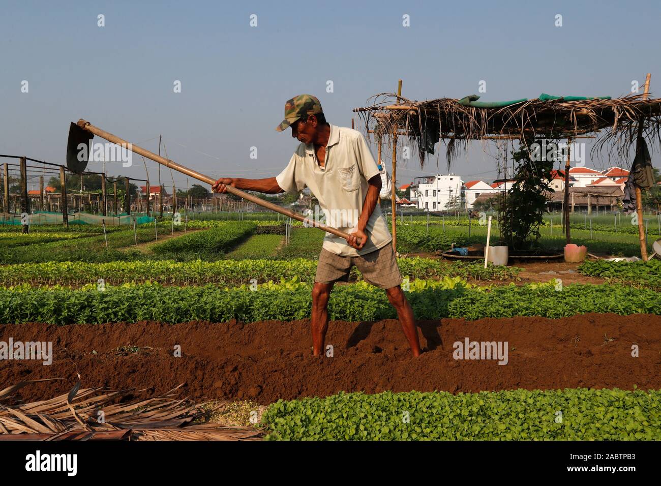 Organic vegetable gardens in Tra Que Village. Farmer digging soil with ...