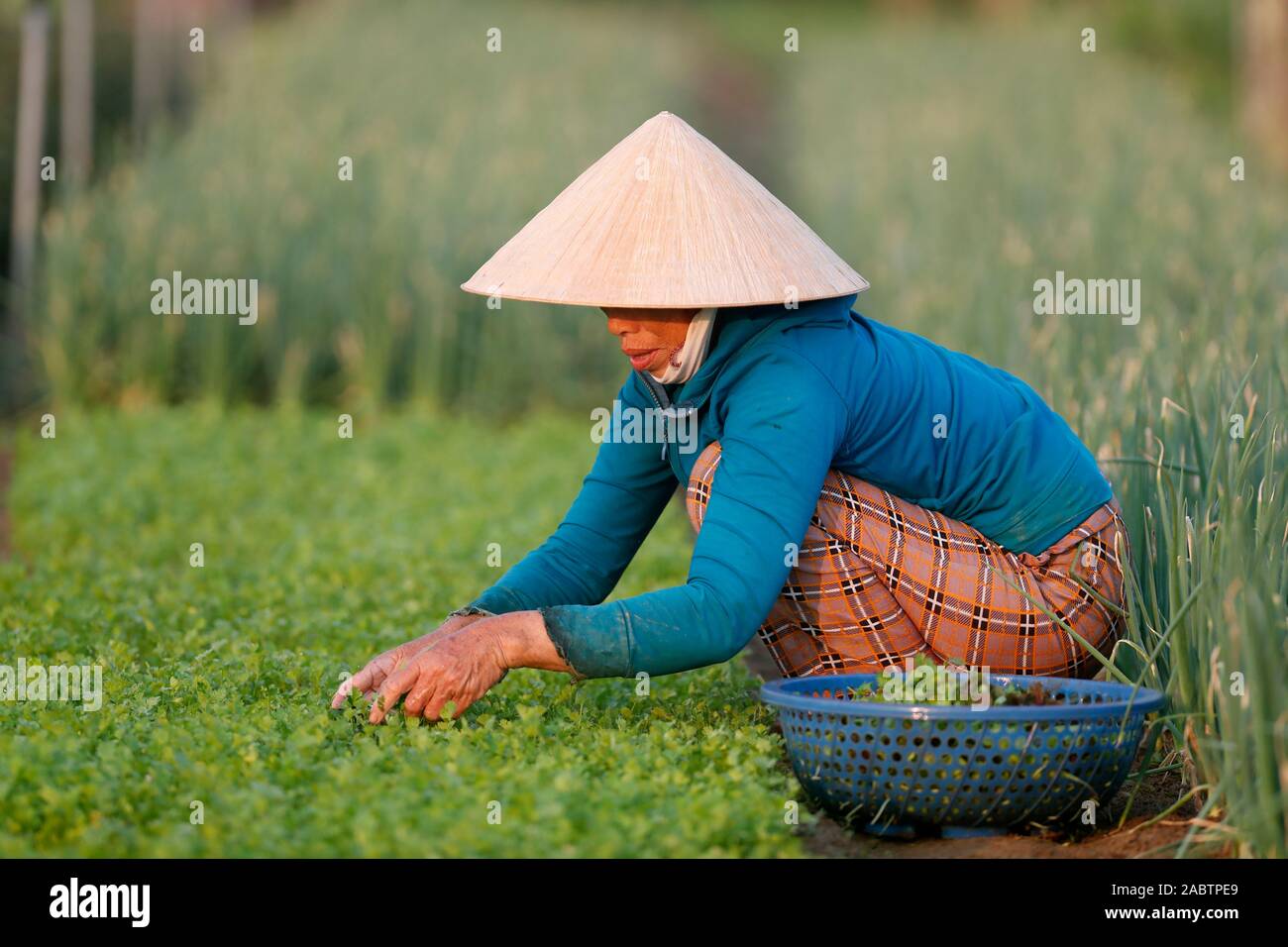 Organic vegetable gardens in Tra Que Village. Farmer at work.  Hoi An. Vietnam. Stock Photo
