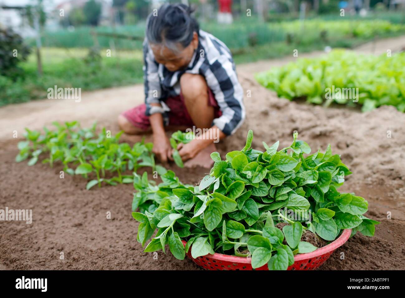 Vietnamese woman planting seedlings.  Organic vegetable gardens in Tra Que Village. Hoi An. Vietnam. Stock Photo
