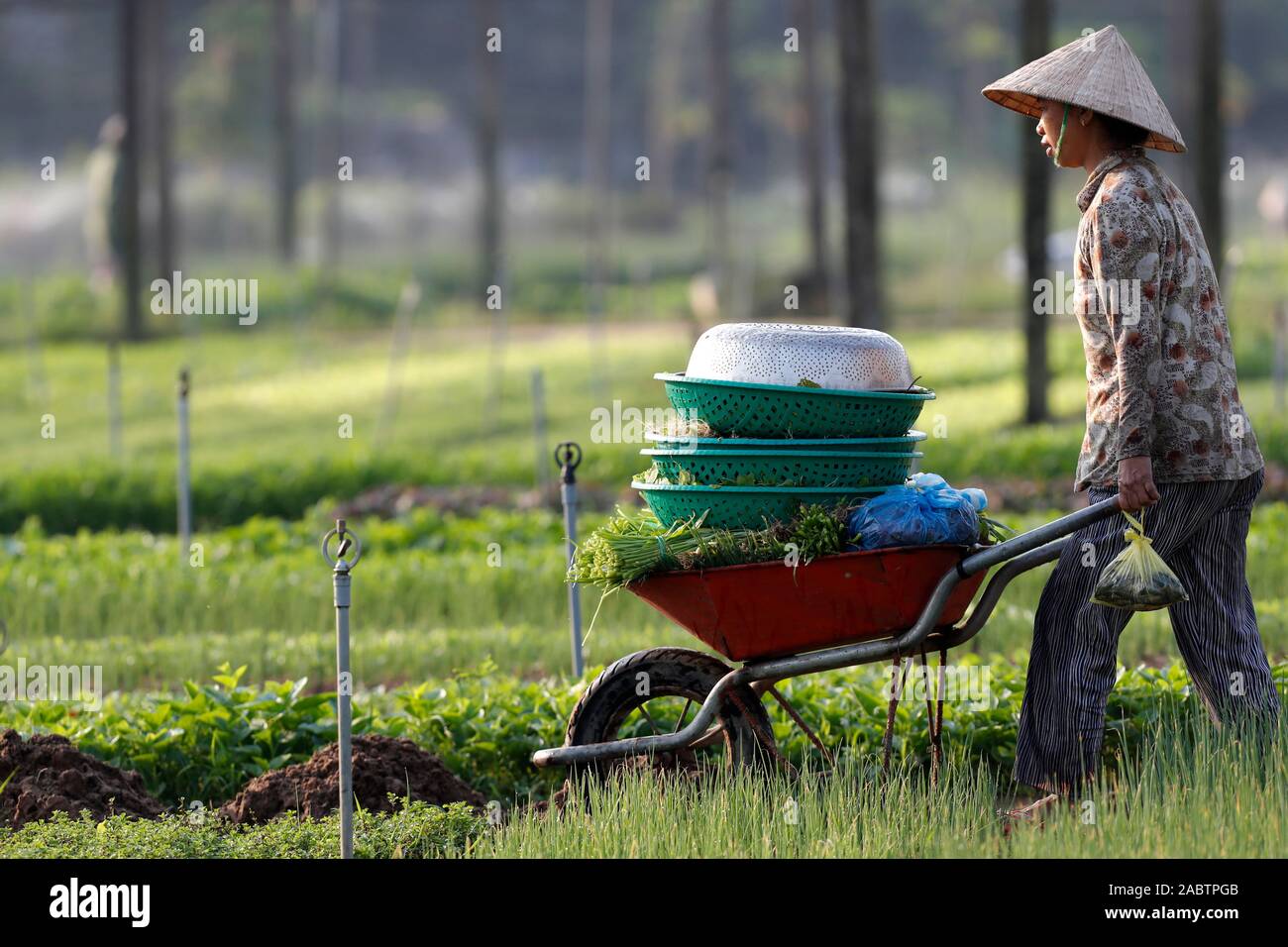 Organic vegetable gardens in Tra Que Village. Hoi An. Vietnam. Stock Photo