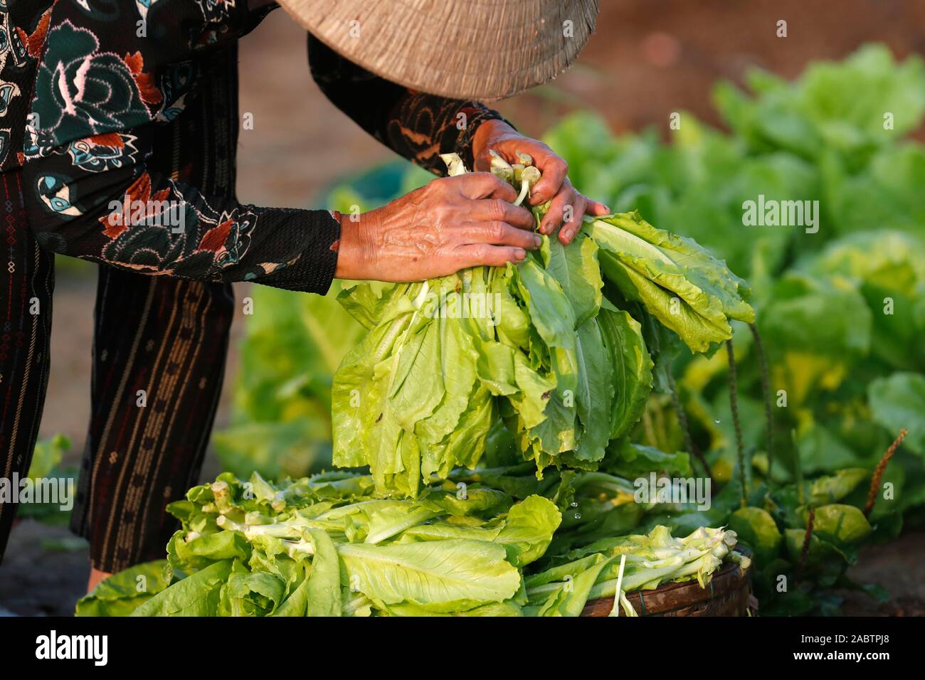 Organic vegetable gardens in Tra Que Village. Hoi An. Vietnam. Stock Photo
