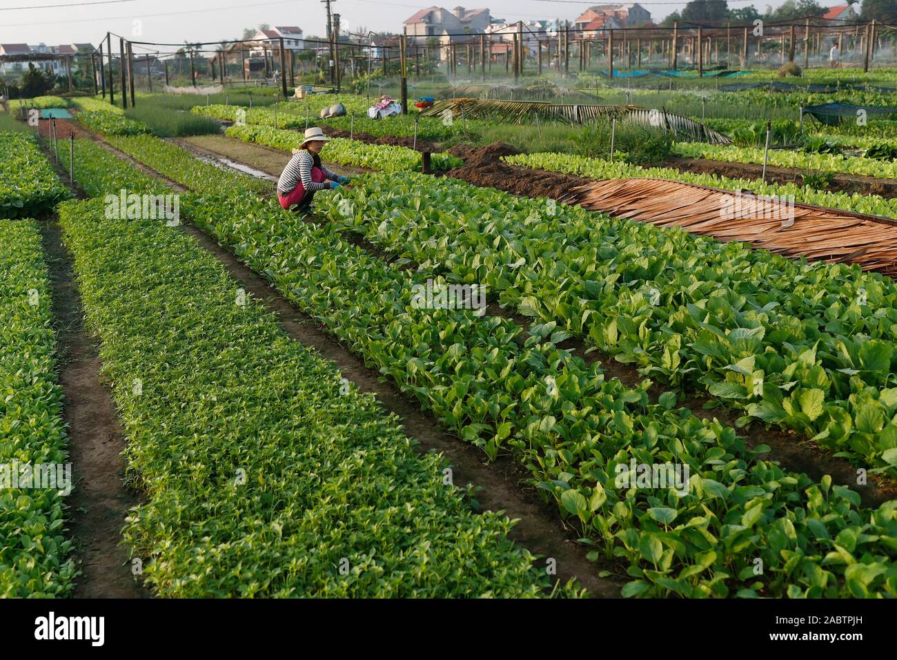 Organic vegetable gardens in Tra Que Village.  Hoi An. Vietnam. Stock Photo