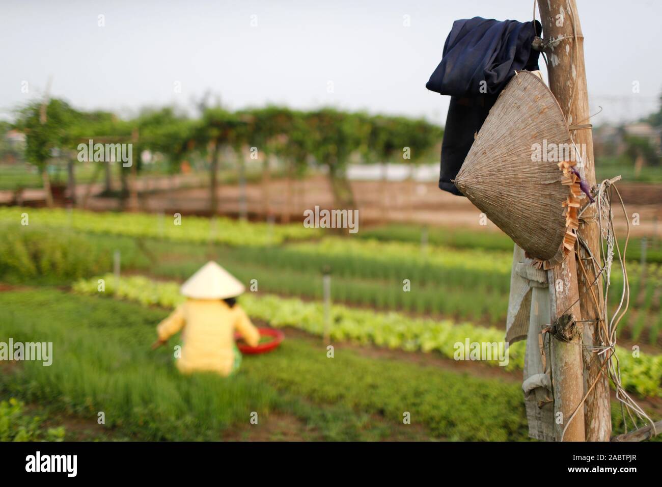 Organic vegetable gardens in Tra Que Village.  Hoi An. Vietnam. Stock Photo