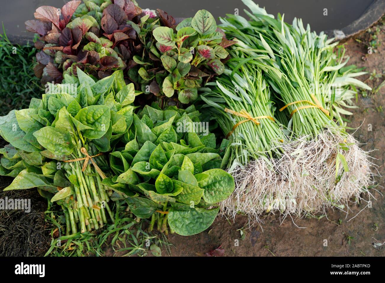 Organic vegetable gardens in Tra Que Village.  Fresh green herbs in basket. Hoi An. Vietnam. Stock Photo