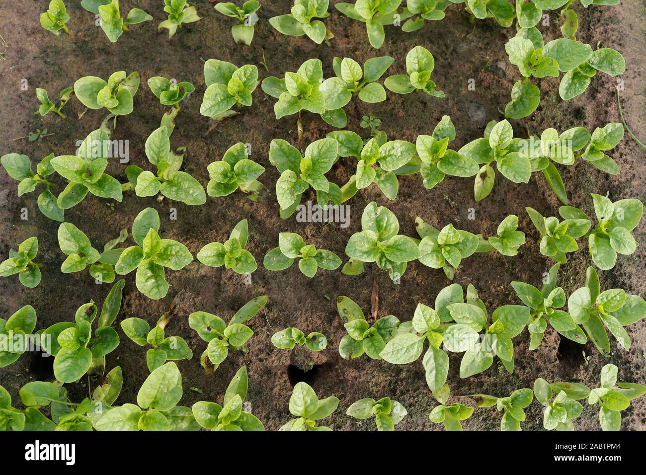 Organic vegetable gardens in Tra Que Village.  Seedlings.  Hoi An. Vietnam. Stock Photo