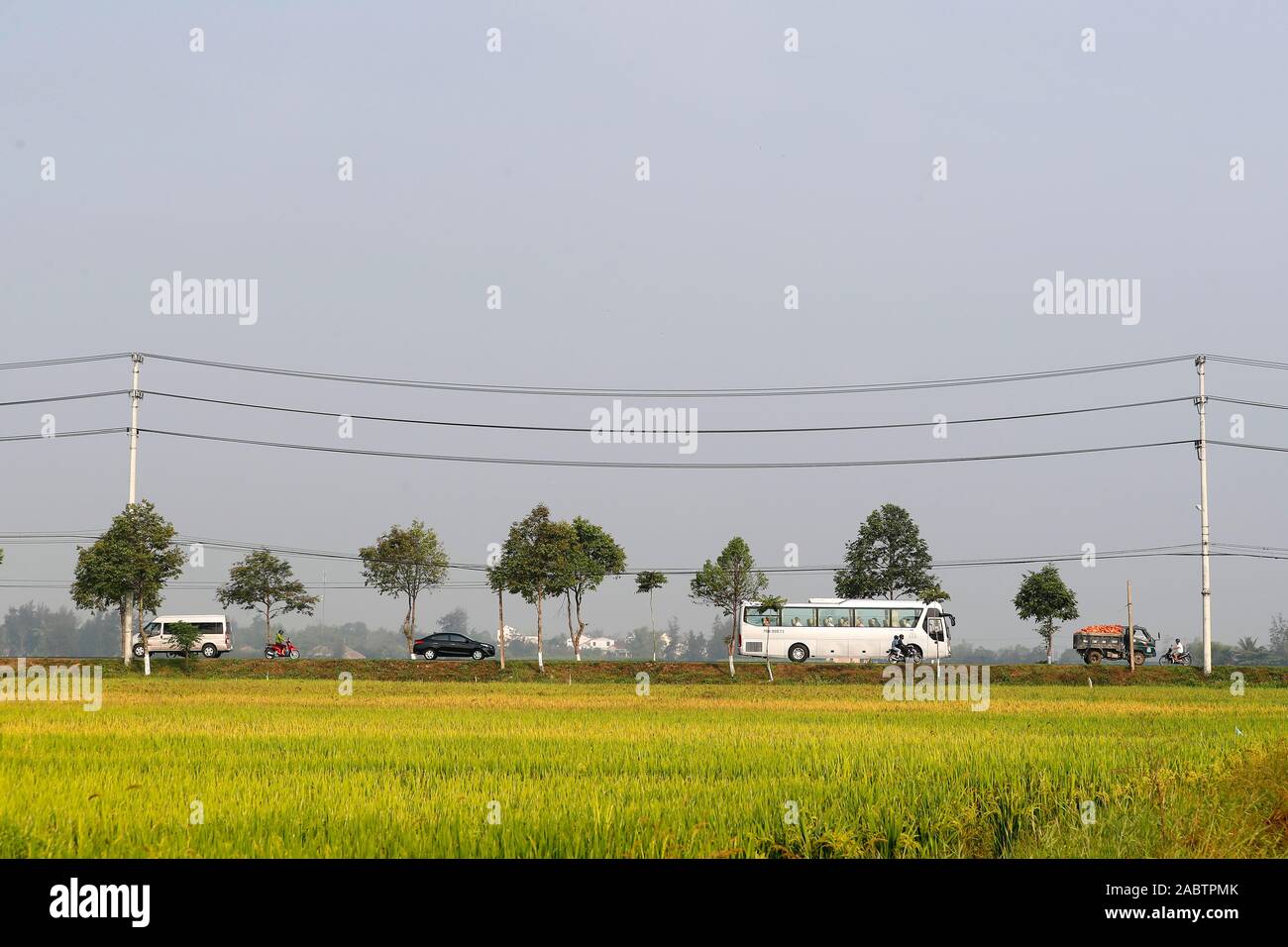 A road through rice field.  Hoi An. Vietnam. Stock Photo