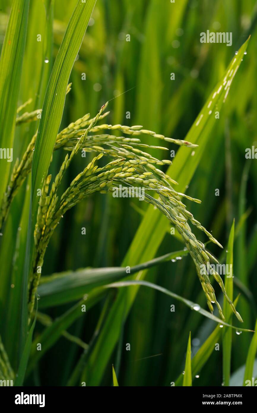 Agriculture. Green rice field.  Rice grain ready for harvesting.  Hoi An. Vietnam. Stock Photo
