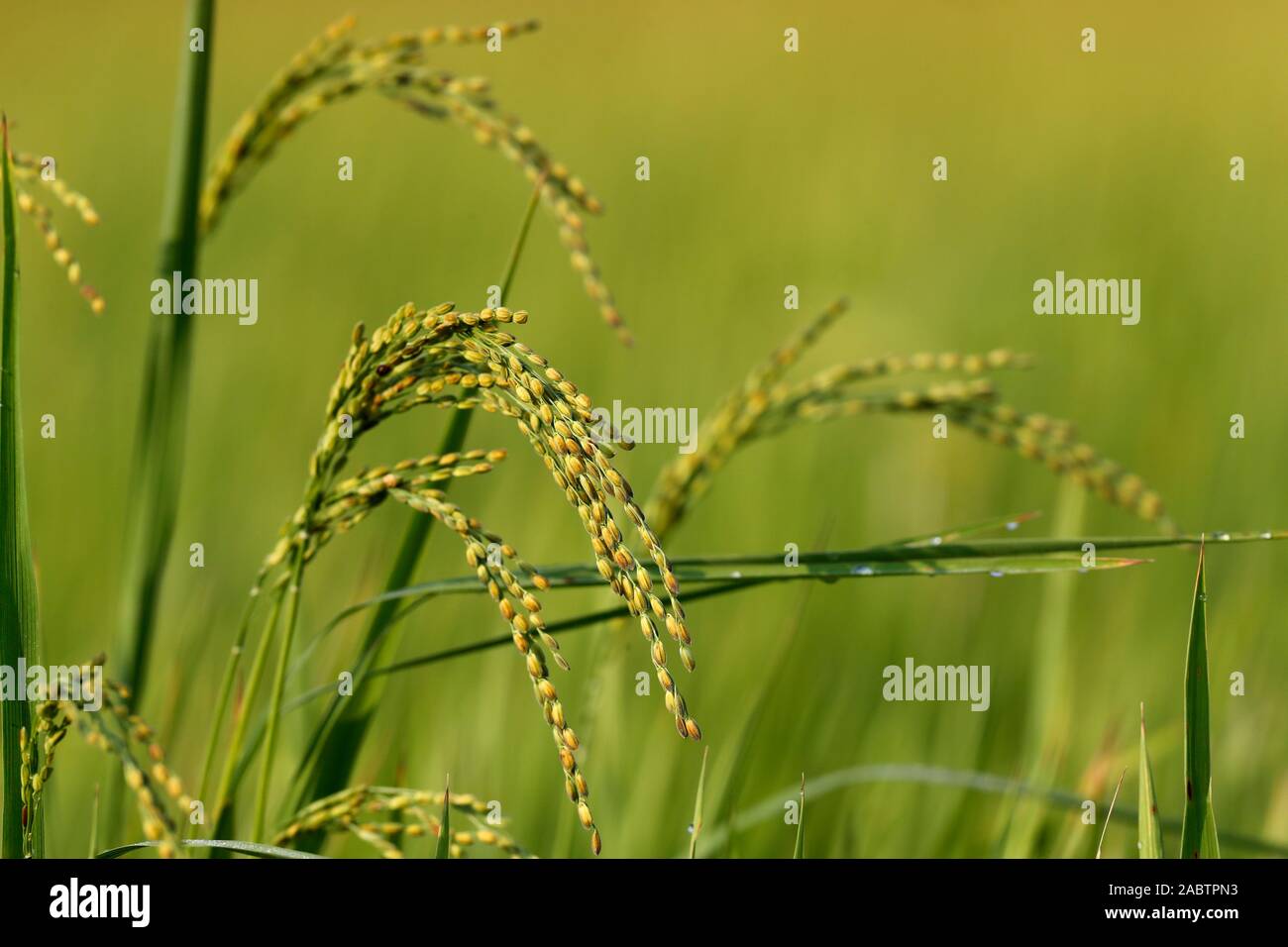 Agriculture. Green rice field.  Rice grain ready for harvesting.  Hoi An. Vietnam. Stock Photo