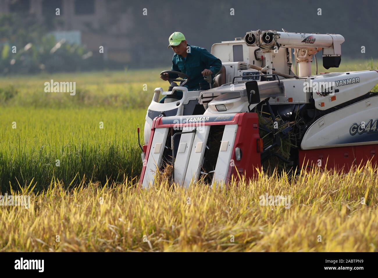 Argiculture. Local farmer uses machine to harvest rice on paddy field. Hoi An. Vietnam. Stock Photo