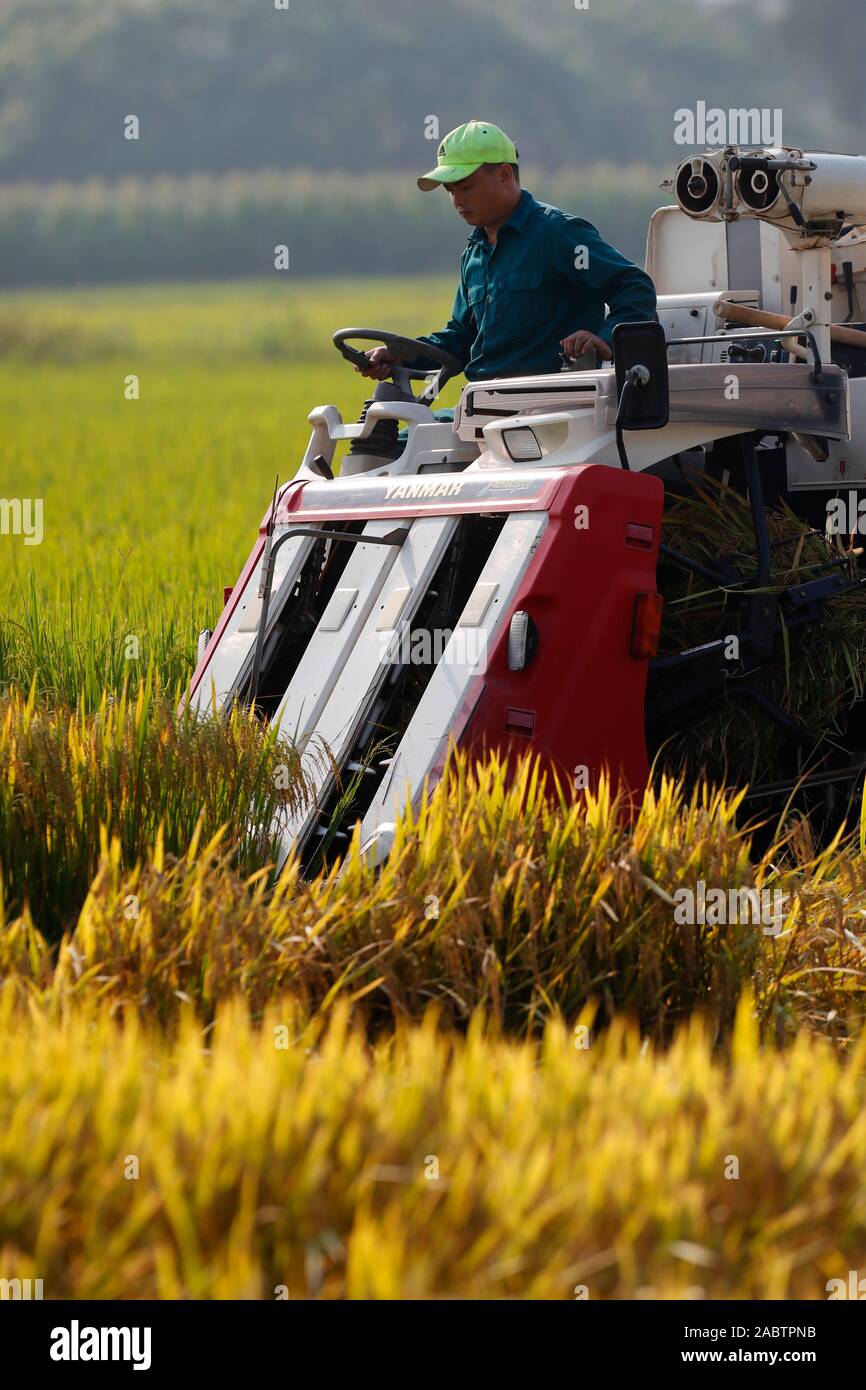 Argiculture. Local farmer uses machine to harvest rice on paddy field. Hoi An. Vietnam. Stock Photo