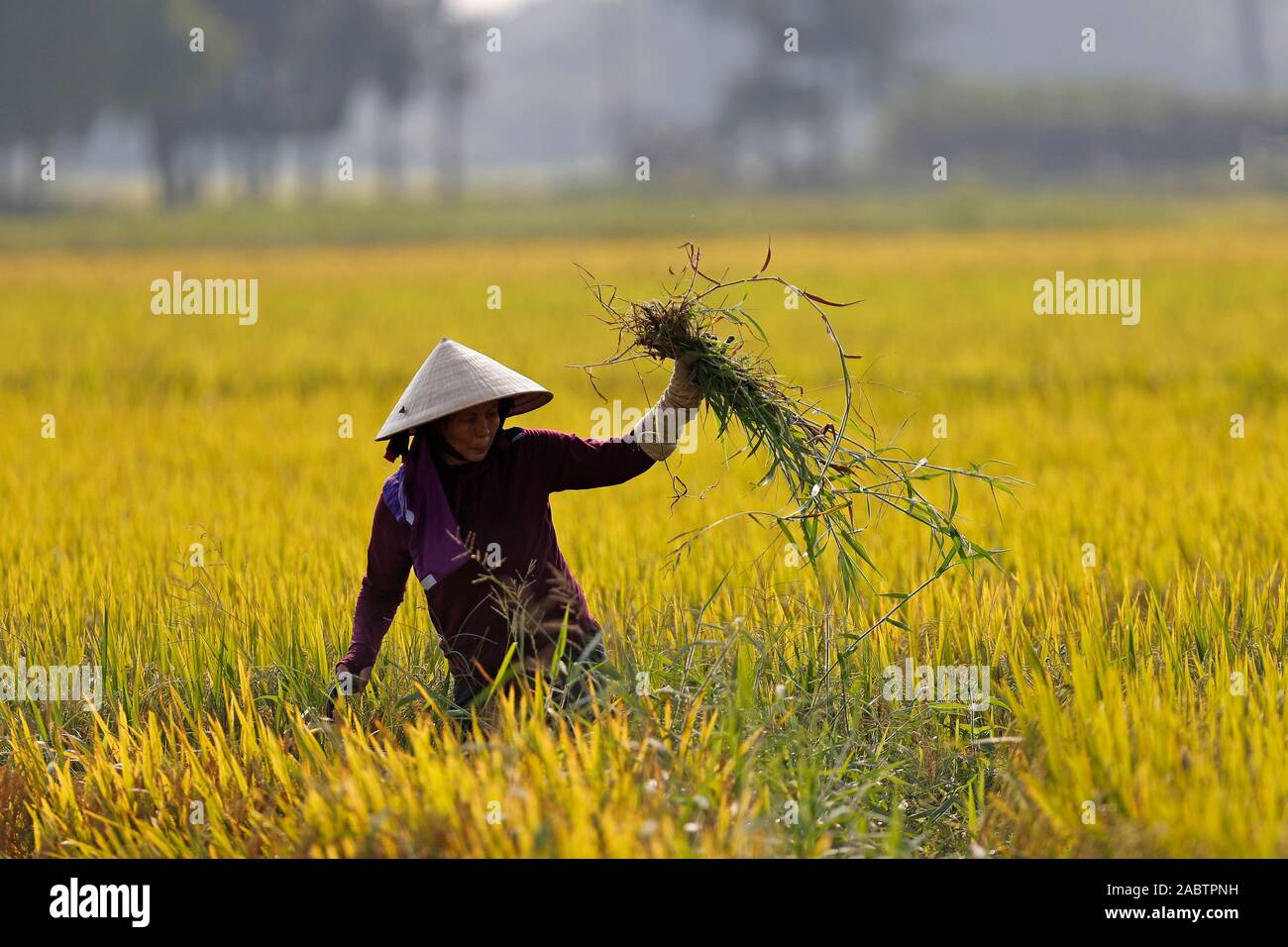 Agriculture. Vietnamese woman working in a rice field.  Hoi An. Vietnam. Stock Photo