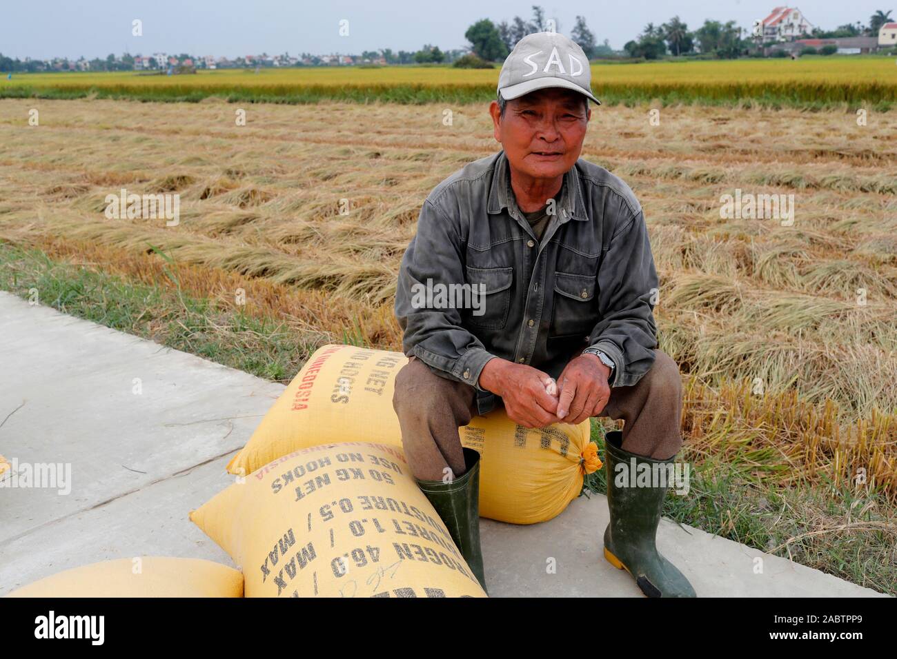 Argiculture. Rice harvest. Farmer bagging rice. Hoi An. Vietnam Stock ...