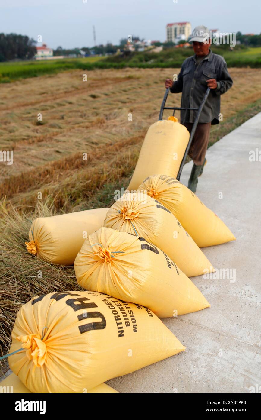 Argiculture. Rice harvest. Farmer bagging rice. Hoi An. Vietnam Stock ...