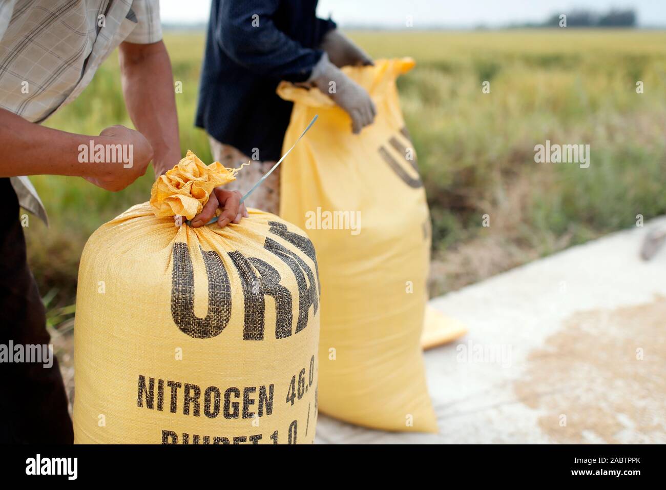 Argiculture. Rice harvest. Farmer bagging rice. Hoi An. Vietnam Stock ...