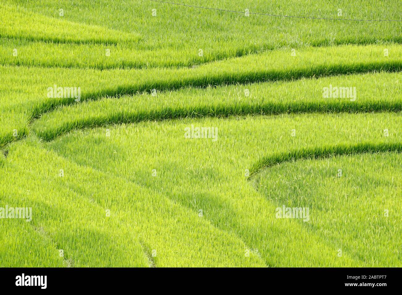 Rice fields on terraced. Sapa. Vietnam. Stock Photo