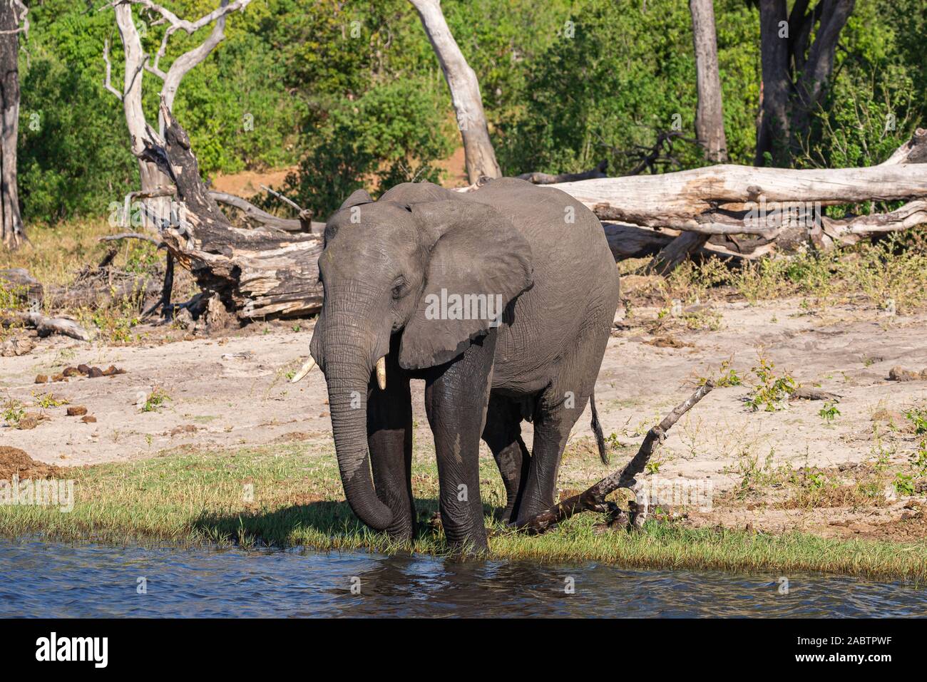 portrait of a african elephant drinking water from chobe river Stock Photo