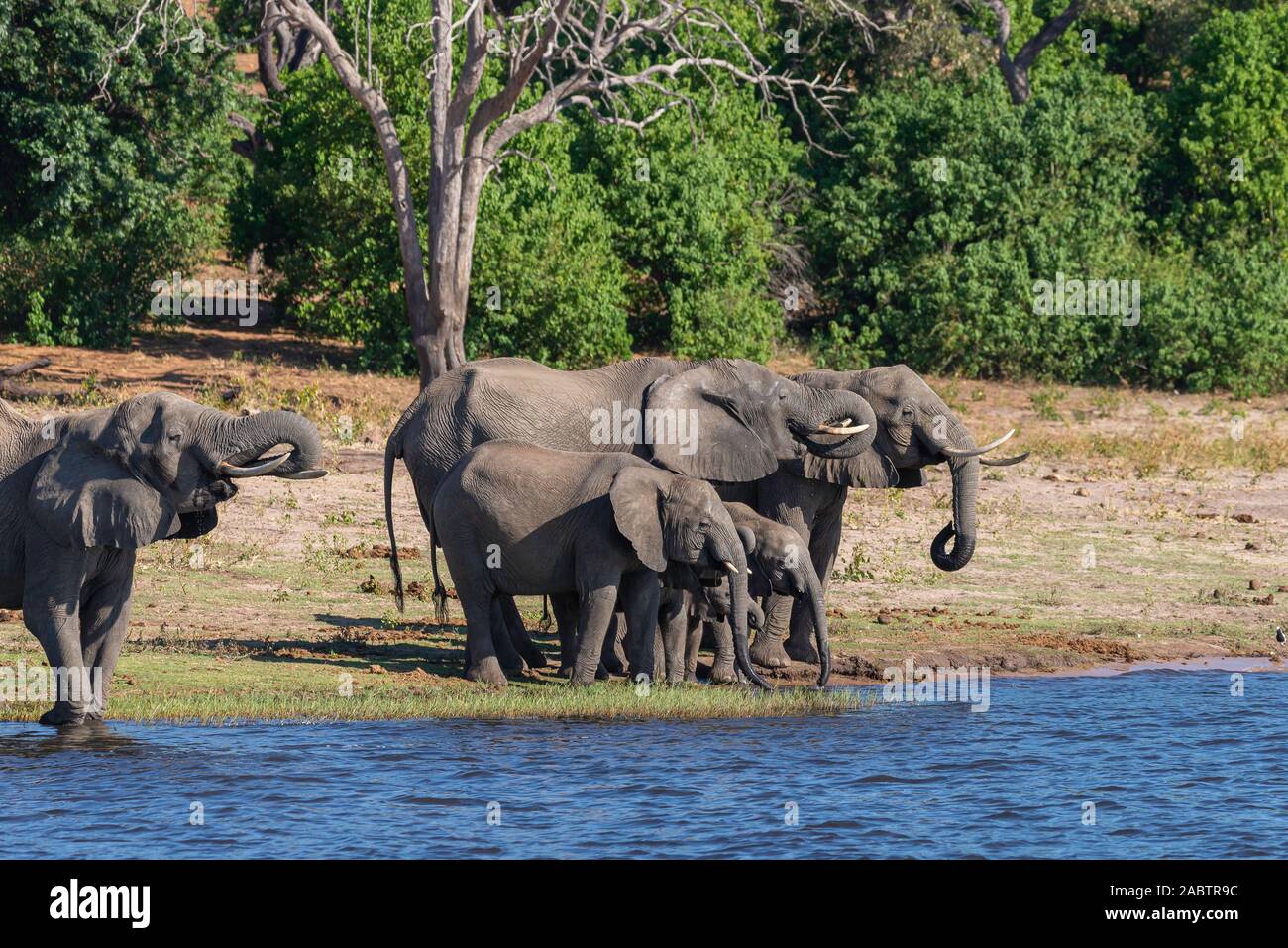 a group of elephants dinking water next to chobe river Stock Photo