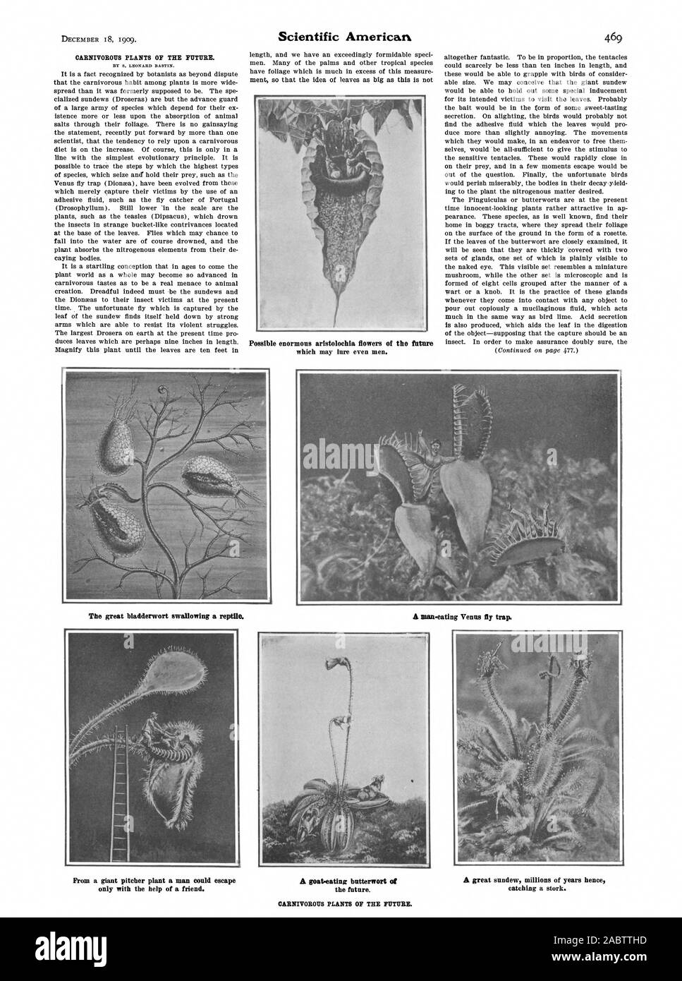 CARNIVOROUS PLANTS OF THE FUTURE. Possible enormous aristolochia flowers of the future which may lure even men. The great bladderwort swallowing a reptile. CARNIVOROUS PLANTS OF THE FUTURE., scientific american, -1909-12-18 Stock Photo