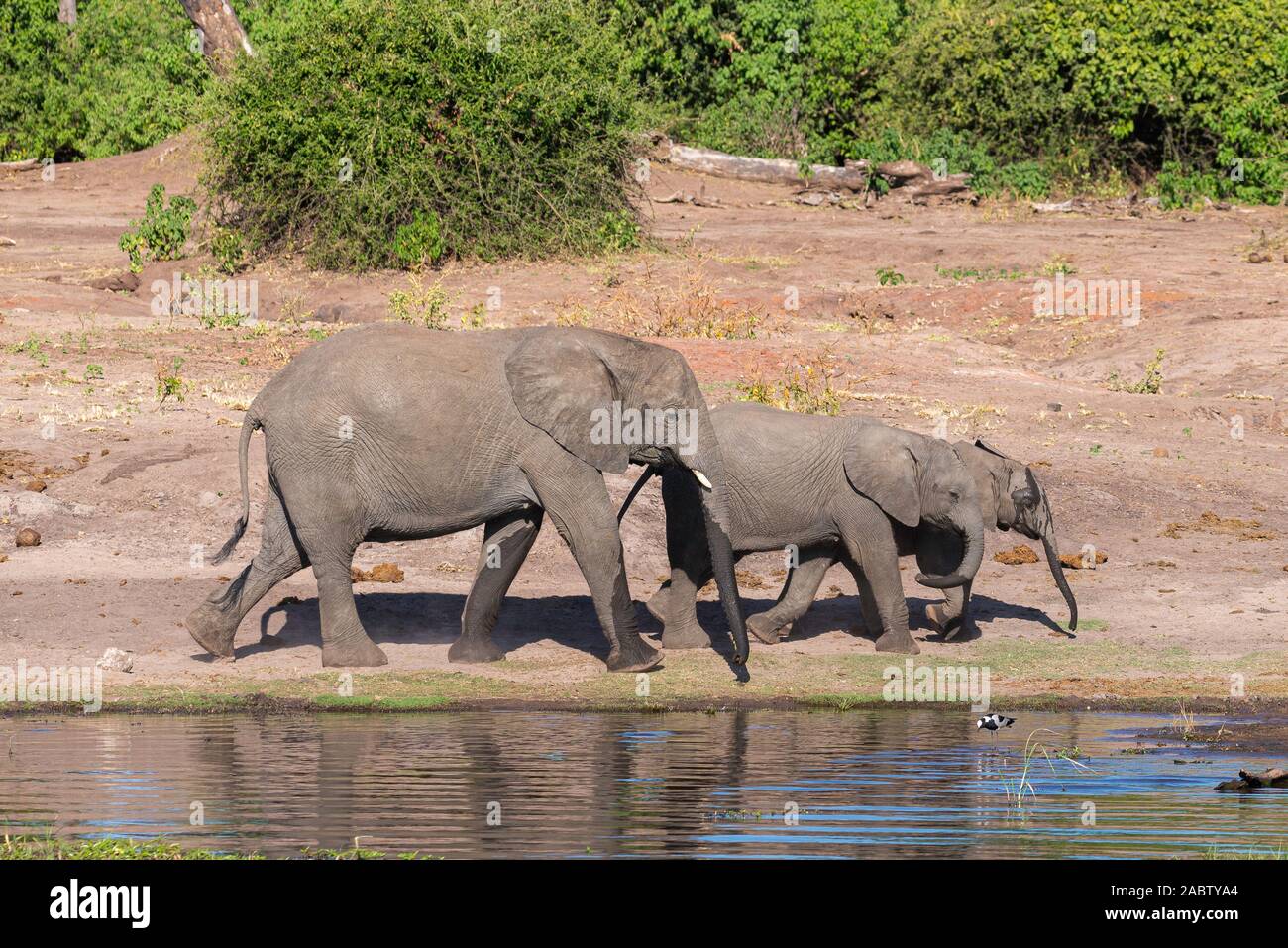 a group of elephants walking next to chobe river Stock Photo