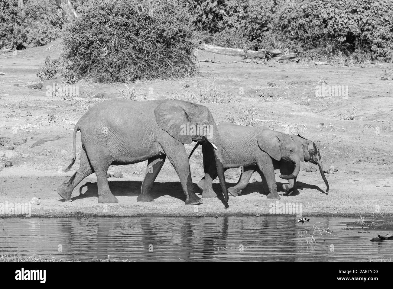 a group of elephants walking next to chobe river Stock Photo