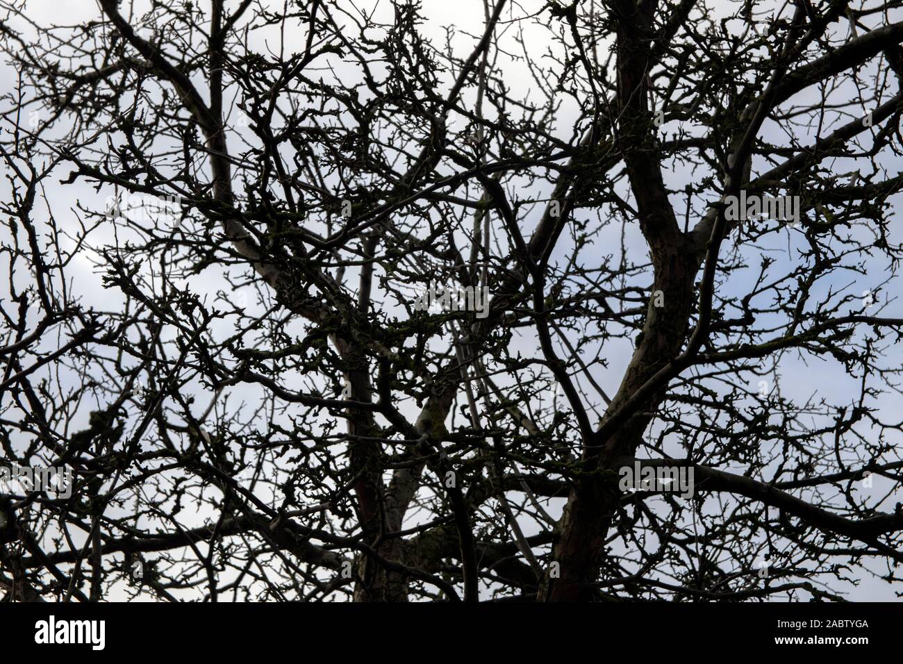 Close Up Of A Scary Empty Tree Stock Photo - Alamy