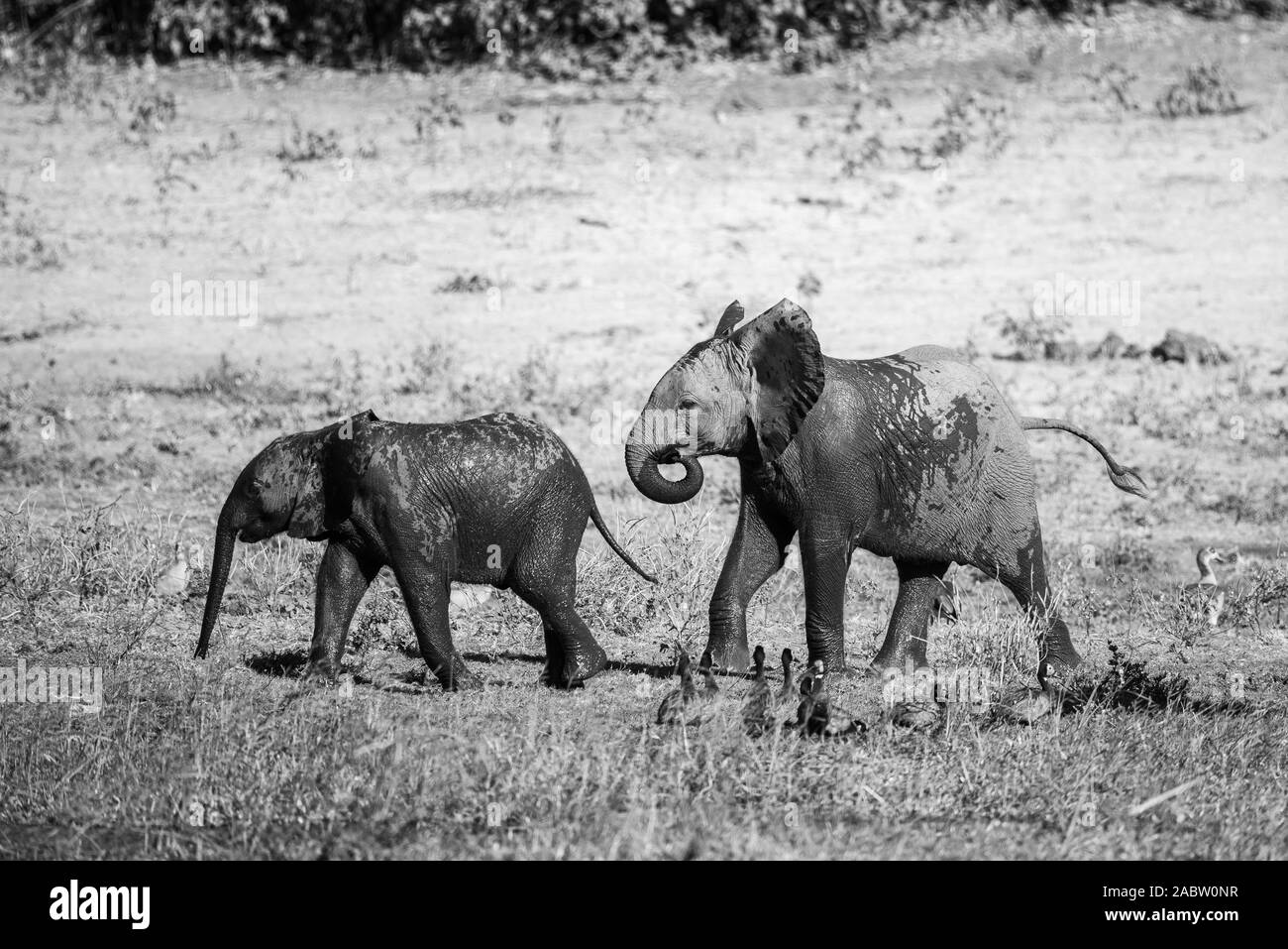 a group of elephants walking next to chobe river Stock Photo