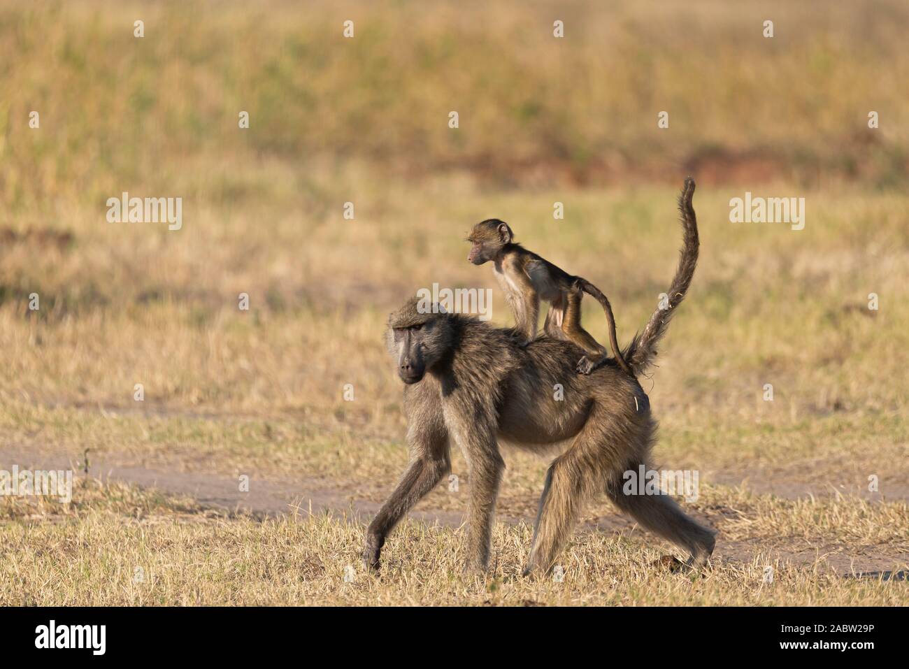 young baboon riding on his mothers back Stock Photo