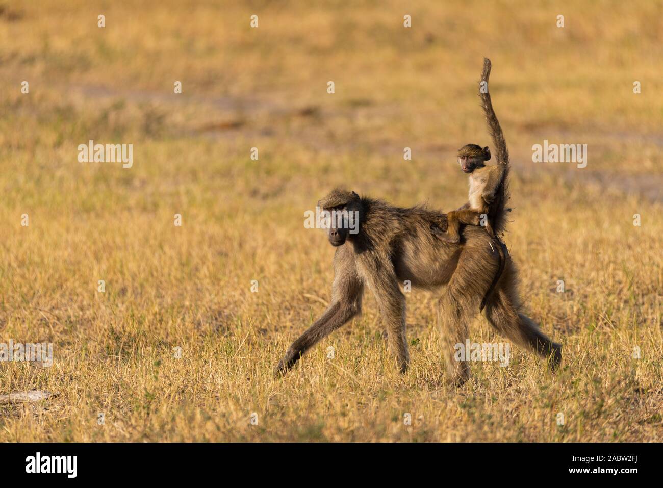 young baboon riding on his mothers back Stock Photo