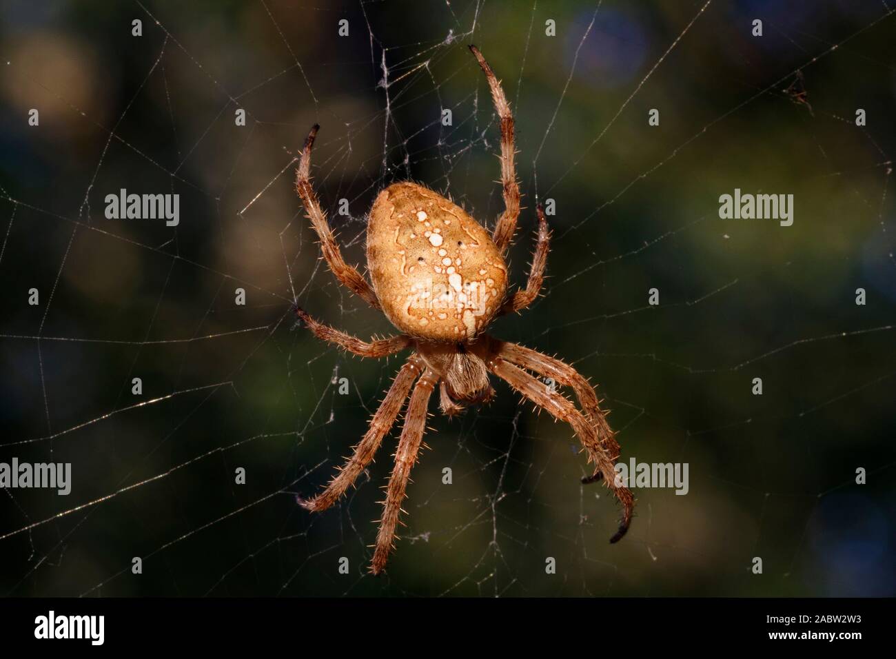 European garden spider on the web Stock Photo