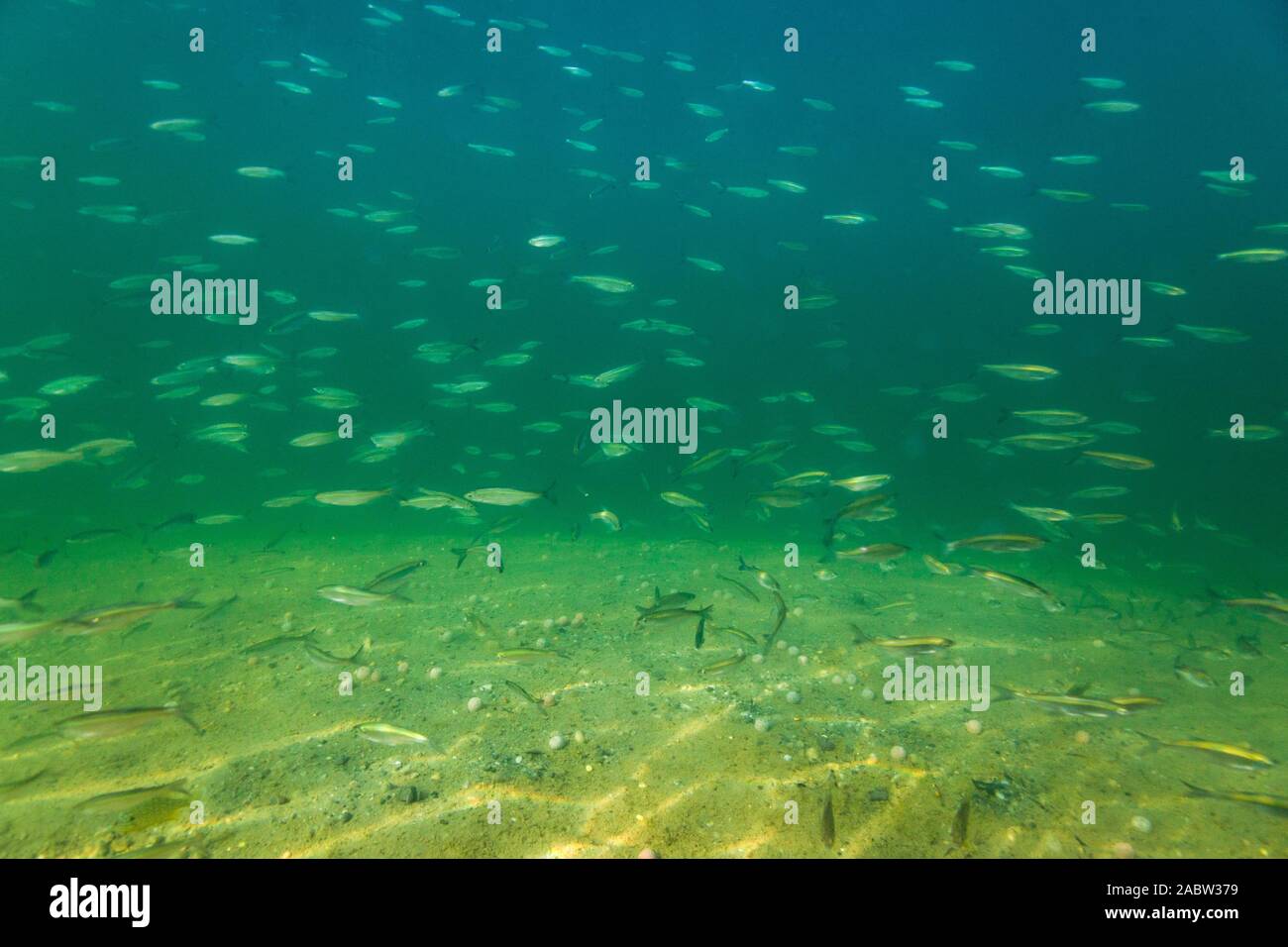Underwater photo of school of Alburnoides bipunctatus, known vernacularly as the schneider, spirlin, bleak, riffle minnow, in Soderica Lake, Croatia Stock Photo