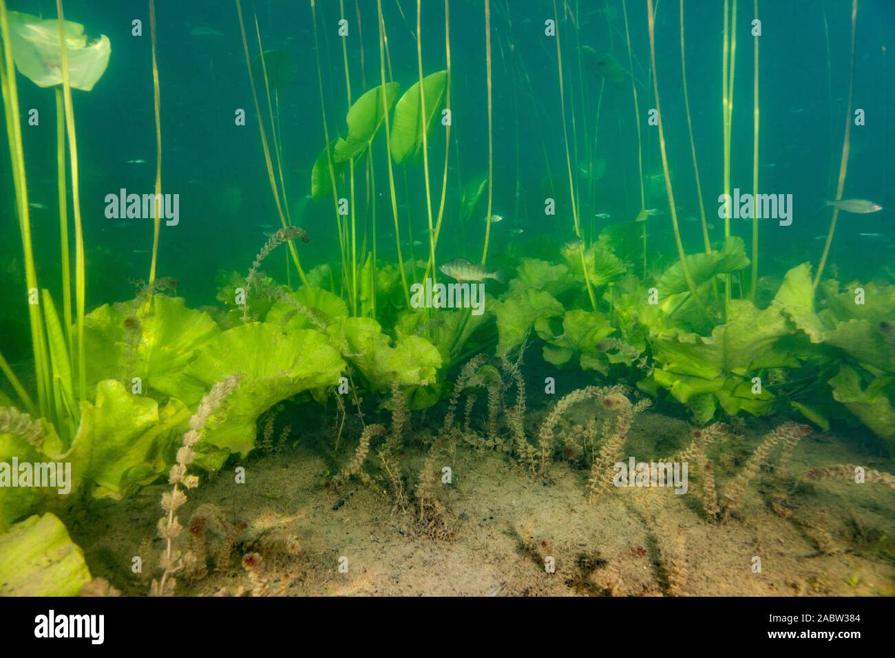 Underwater vegetation of the Soderica Lake, Croatia Stock Photo