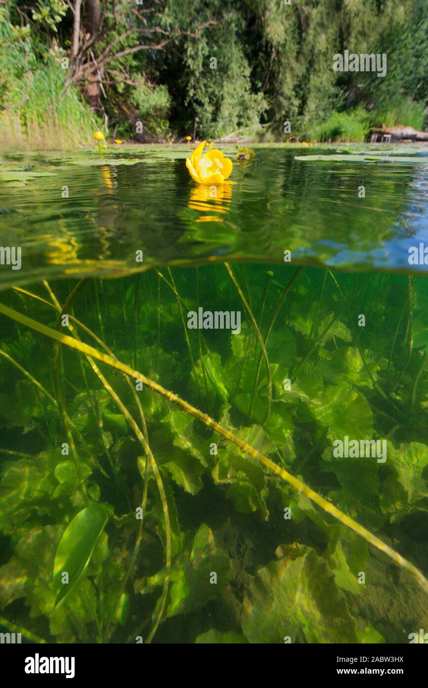 Underwater vegetation of the Soderica Lake, Croatia Stock Photo