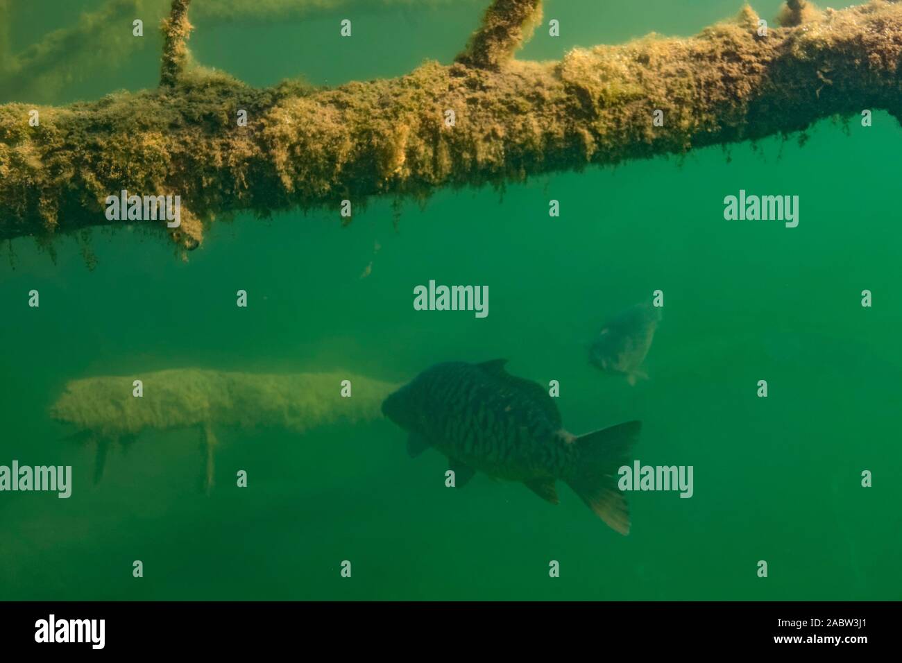 Underwater photo of the common carp or European carp (Cyprinus carpio) in Soderica Lake, Croatia Stock Photo