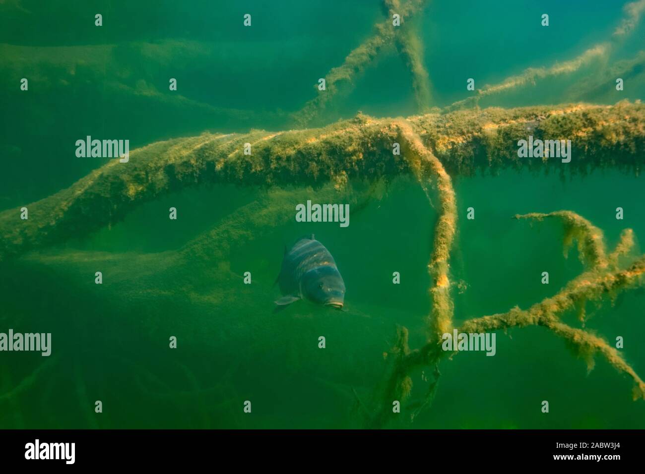 Underwater photo of the common carp or European carp (Cyprinus carpio) in Soderica Lake, Croatia Stock Photo
