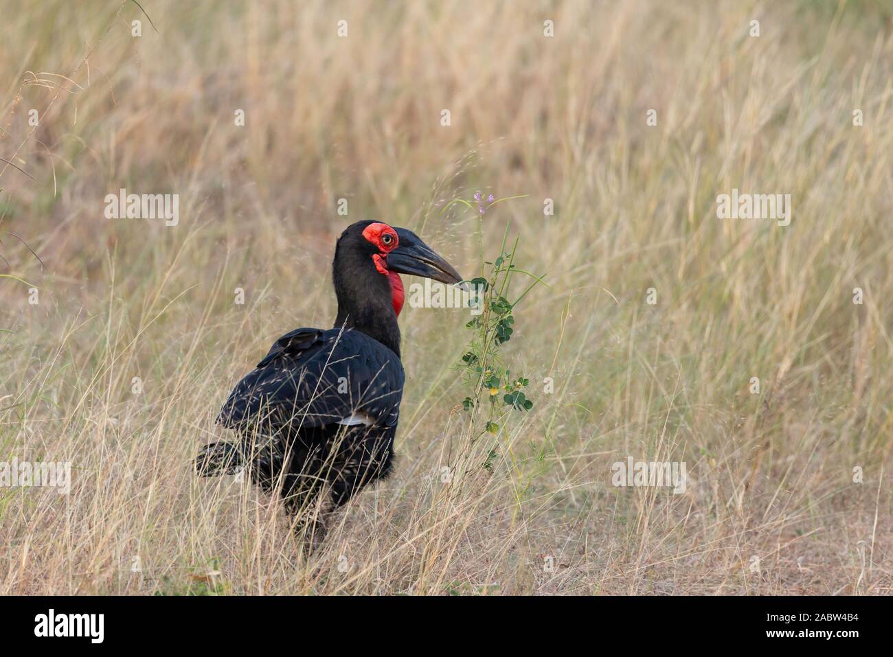portrait of a beautiful southern ground hornbill in botswana Stock Photo