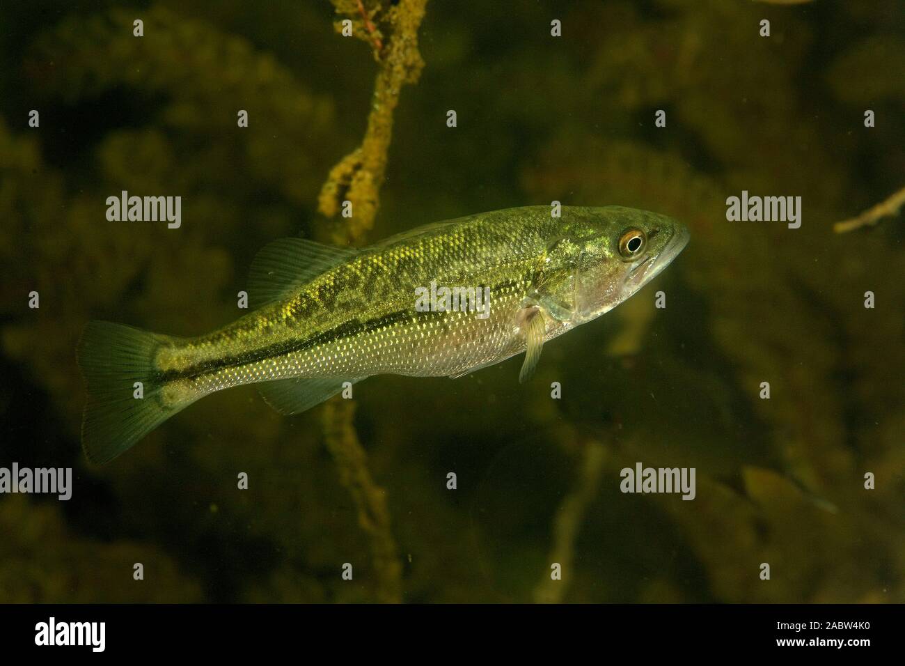 Largemouth bass underwater hi-res stock photography and images - Alamy