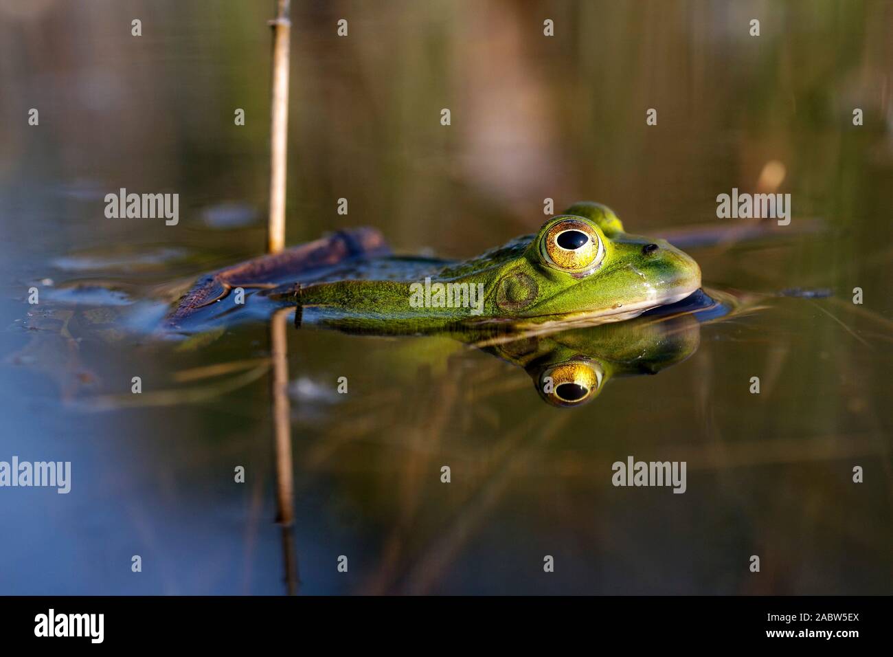 Green frog from Soderica Lake, Croatia Stock Photo