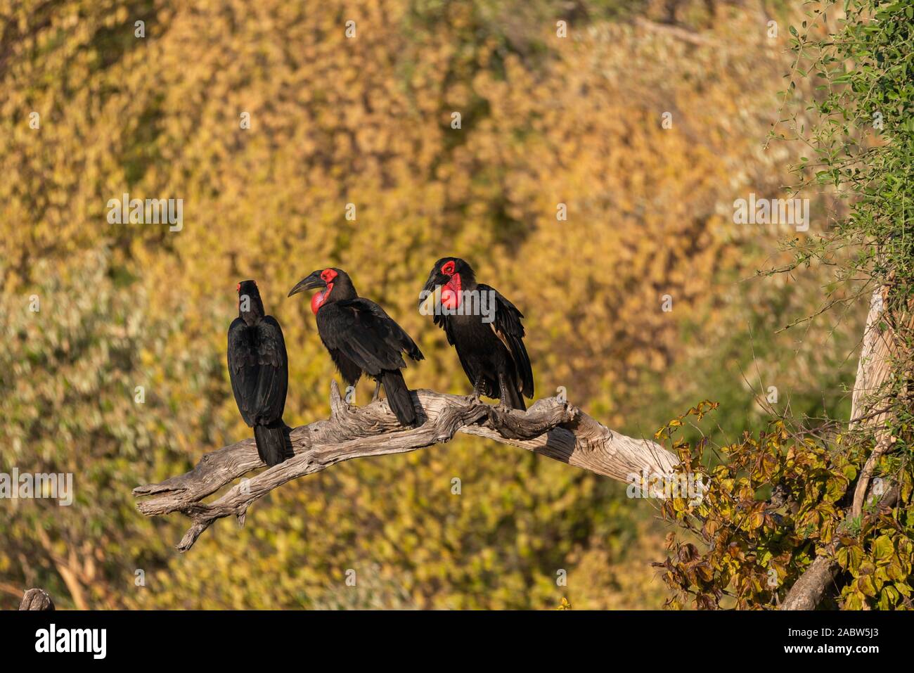 three beautiful southern ground hornbill sitting on a dead tree in botswana Stock Photo