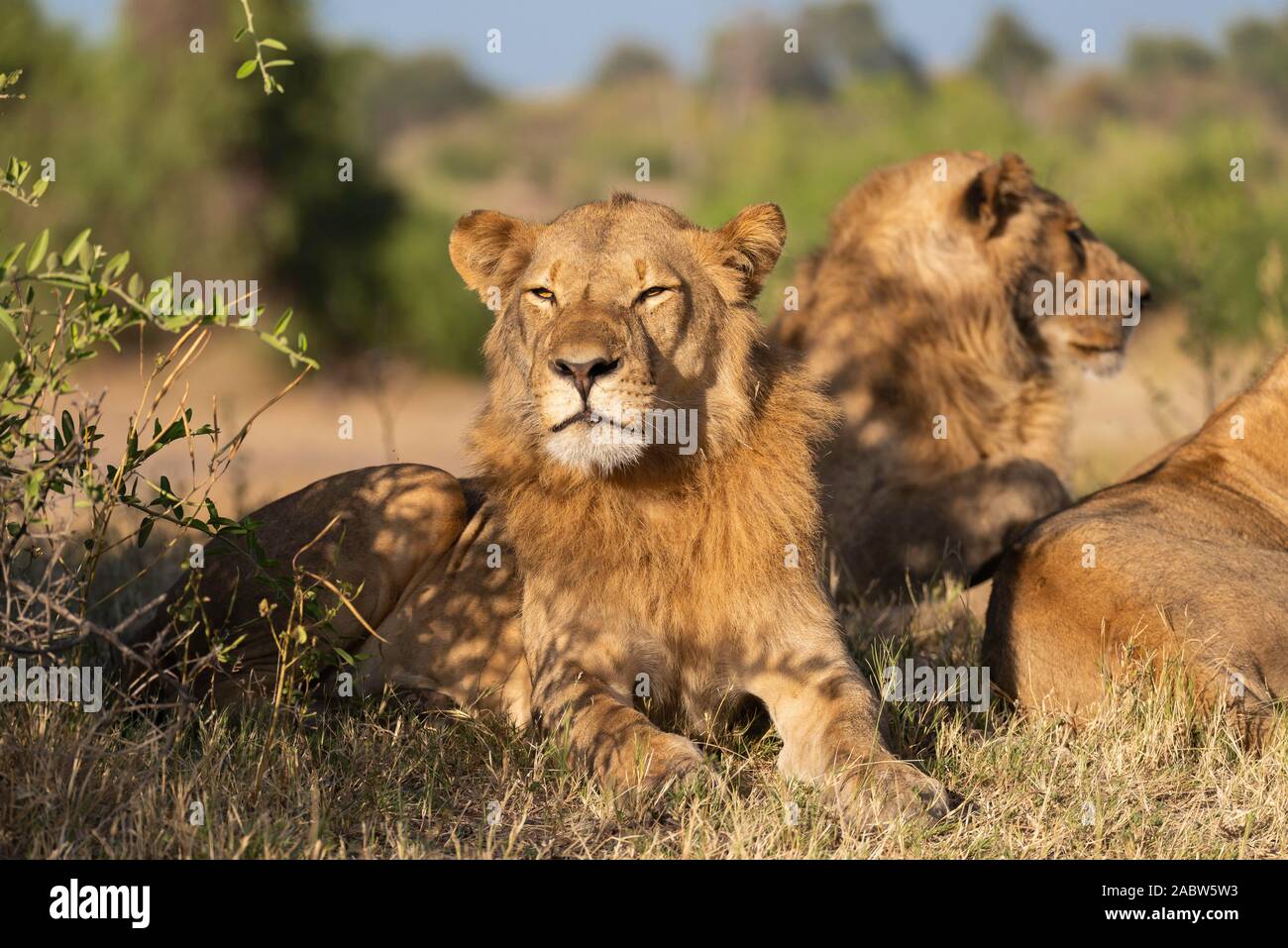 portrait of a young male lion relaxing in the grass Stock Photo