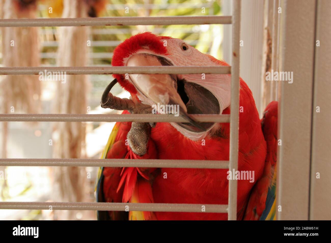 Colorful parrot tilting head Stock Photo Alamy