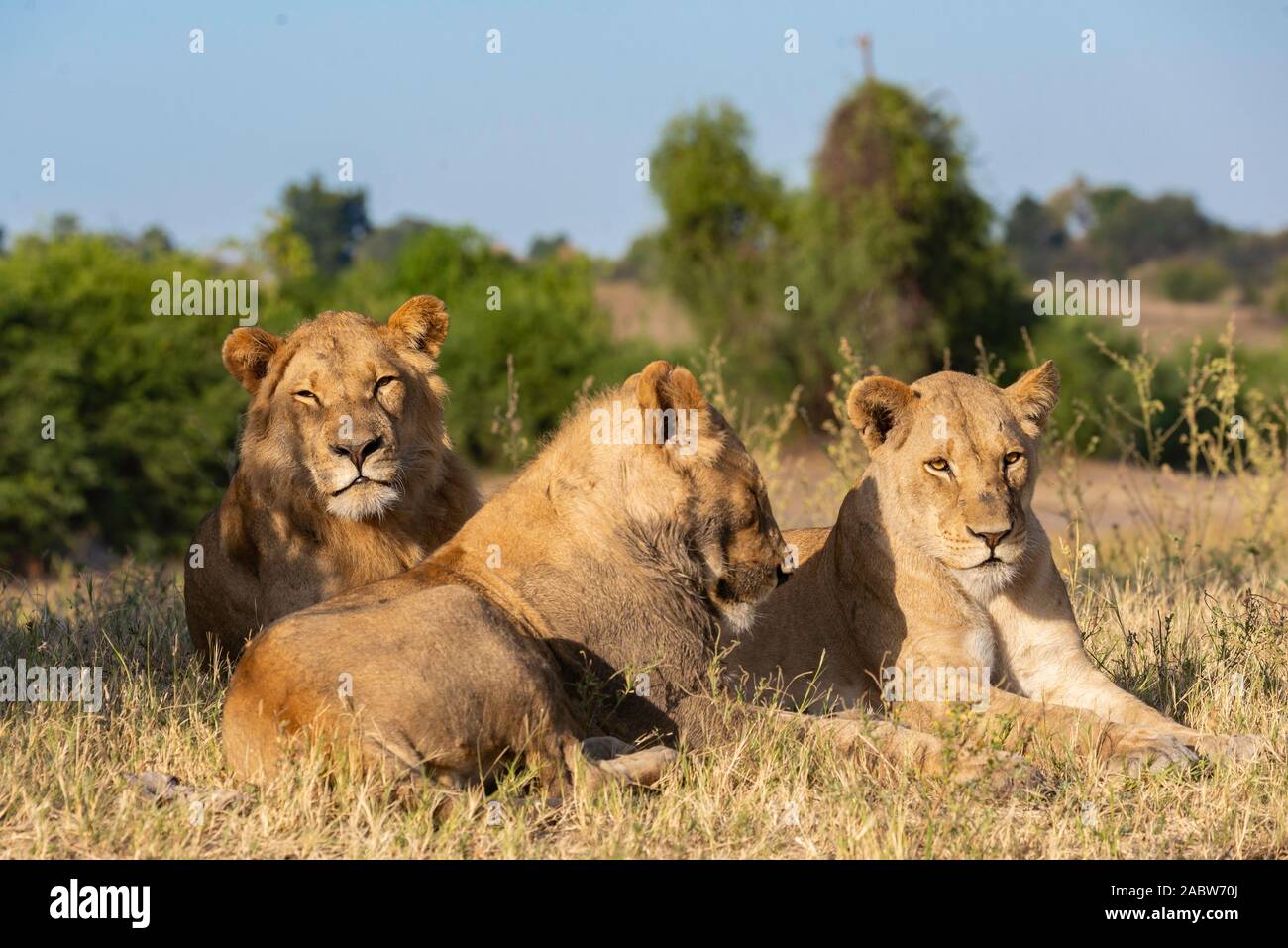 a family of three lions relaxing in the grass of the african savannah Stock Photo