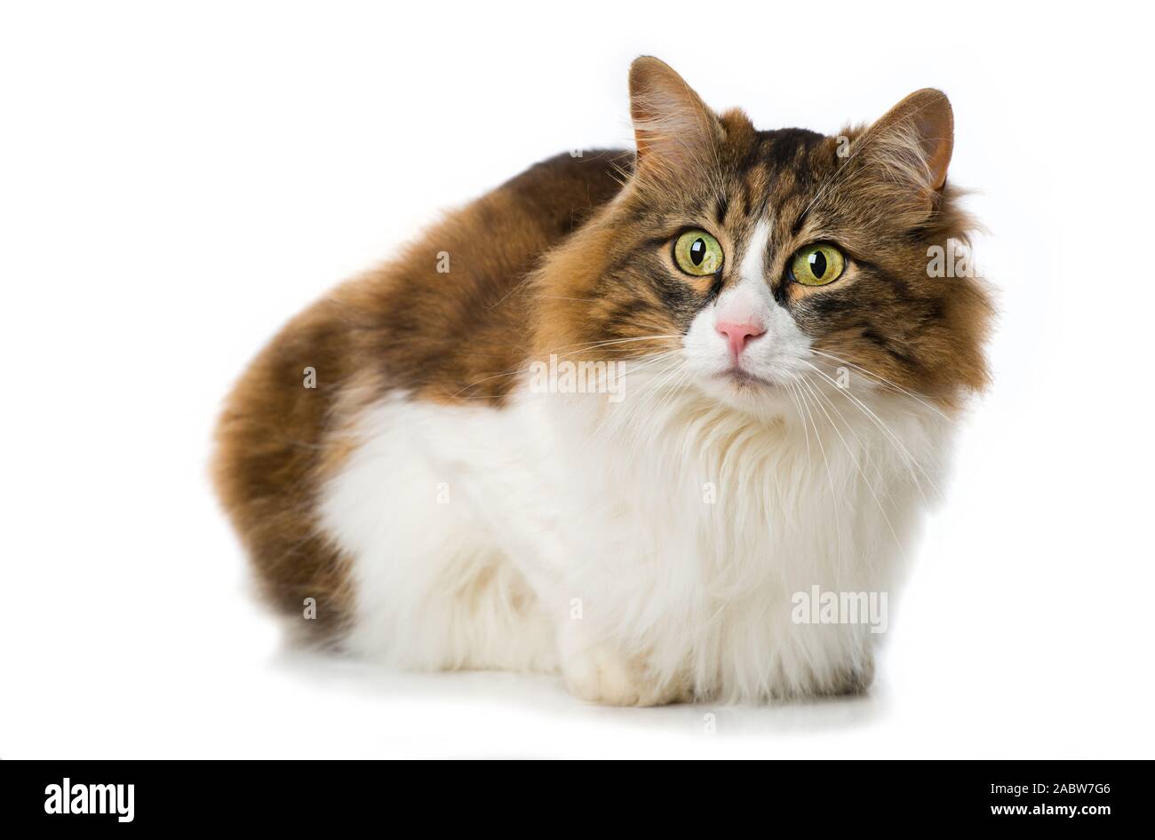 Long-haired domestic cat on white background Stock Photo - Alamy